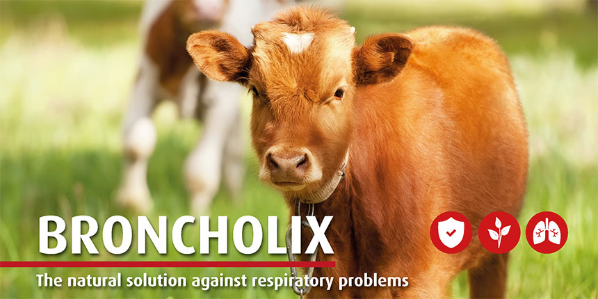 Broncholix for calves