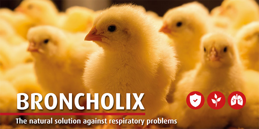 Broncholix for poultry