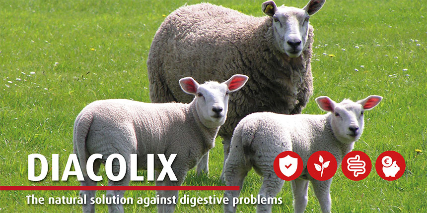 Diacolix for lambs