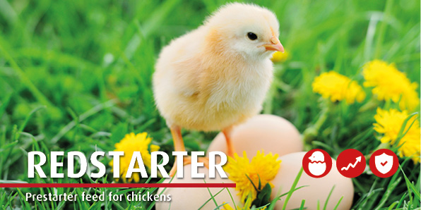 Red Starter for poultry
